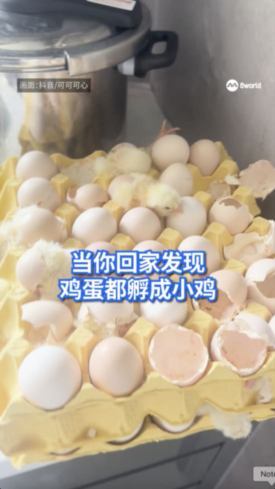 当你回家发现 鸡蛋都孵成小剂