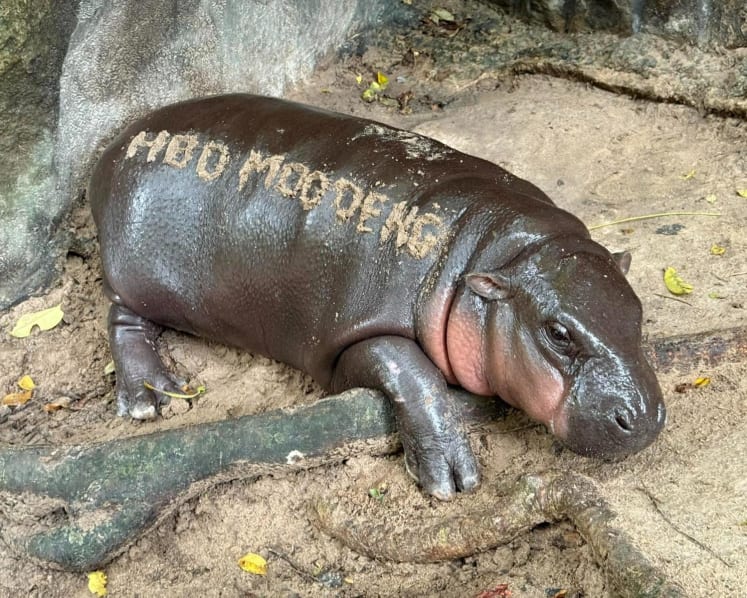 'Hippo Birthday': Thailand's Moo Deng marks one year old