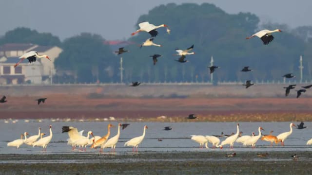 候鸟带来生态流量 中国多地发展融合观鸟旅游项目