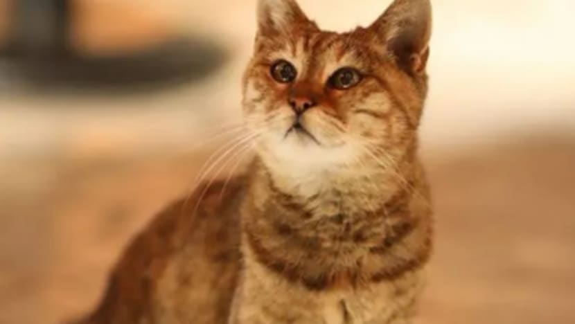 Jangan gusar... kucing popular Gli terus kekal di Hagia Sophia Jangan gusar... kucing popular Gli terus kekal di Hagia Sophia