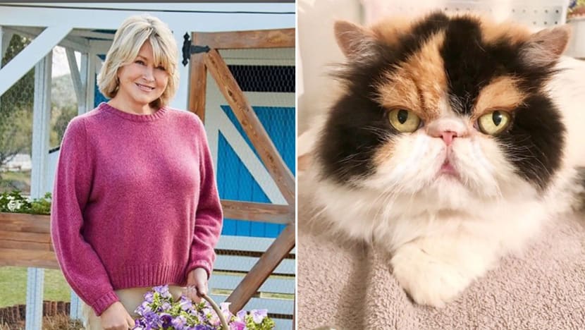 Martha Stewart’s Cat Mauled To Death By Her Four Dogs Martha Stewart’s Cat Mauled To Death By Her Four Dogs