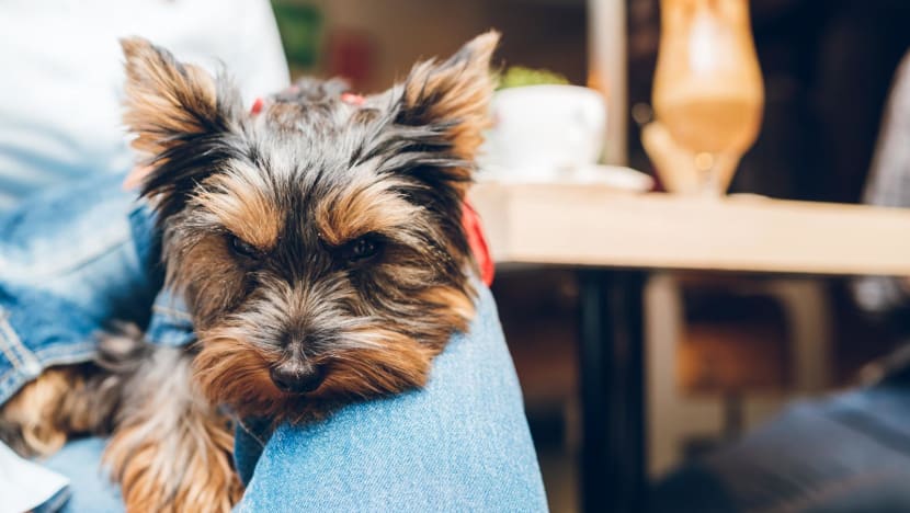 SFA eases requirements for some restaurants to allow pets in outdoor dining areas