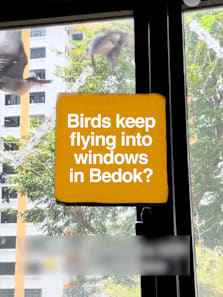 this valentine's day, don't be like these birds hor #8dayssg #8dayssgtrending #sgtiktok #birds #situationship 