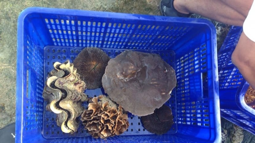 More than 700 coral colonies moved from Semakau Landfill