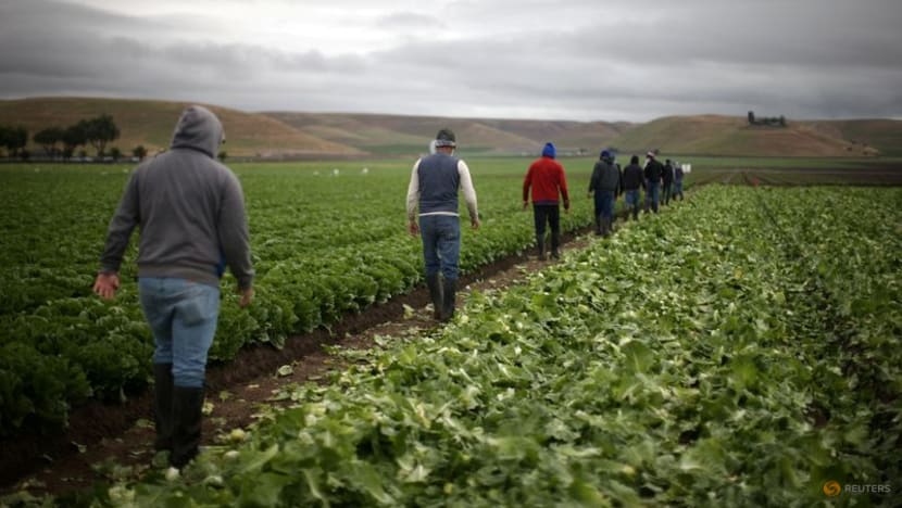 Immigrant US farmworkers prepare for Trump mass deportation plan