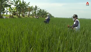 CNA Correspondent - Feeding Asia's Future