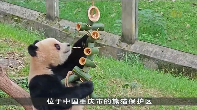 中国国宝大熊猫魅力无限 吸引海内外游客争相探访