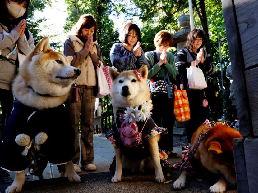 Pet owners pray with their pet dogs as they arrive for a Shichi-Go-San blessing, traditionally performed for young children to ask for health and happiness, at Zama Shrine in Zama, Kanagawa Prefecture, near Tokyo, Japan, on Nov 14, 2023.