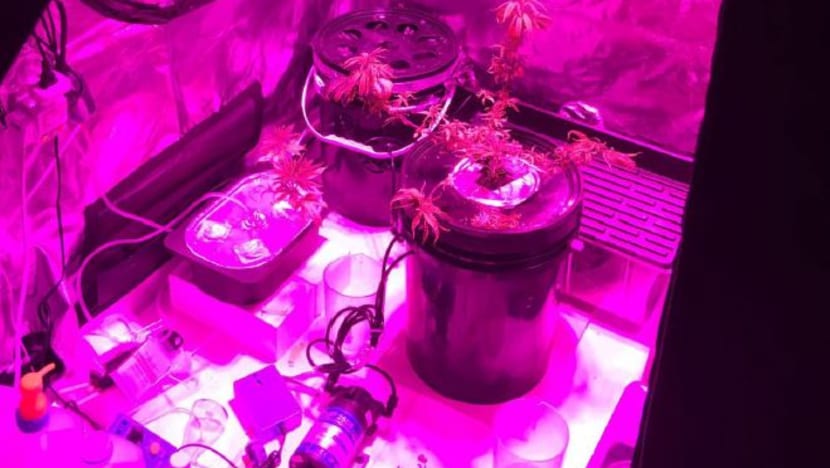 Two cannabis plants, along with other drugs seized by CNB