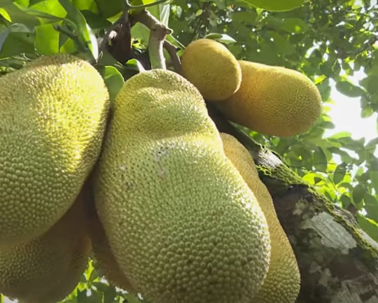 Malaysia hopes its nangchem hybrid premium fruit will prove a juicy hit with China