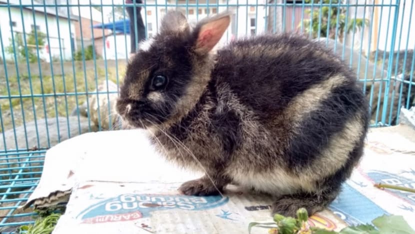World’s rarest rabbit rescued in Indonesia after it was put up for sale on Facebook