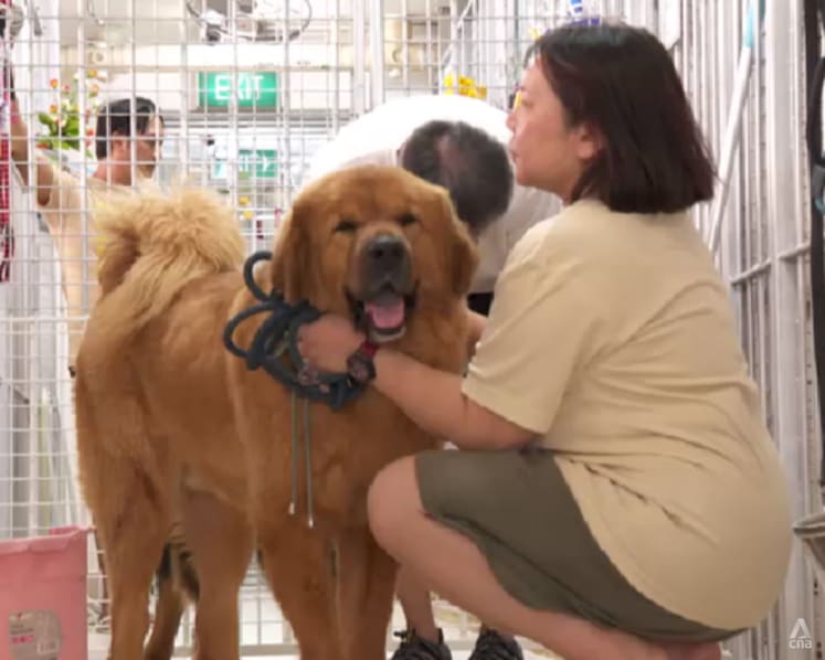 Some animal shelters see up to 75% fall in pet adoptions since 2019