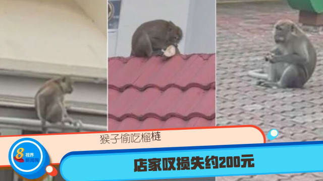 猴子偷吃榴梿 店家叹损失约200元 