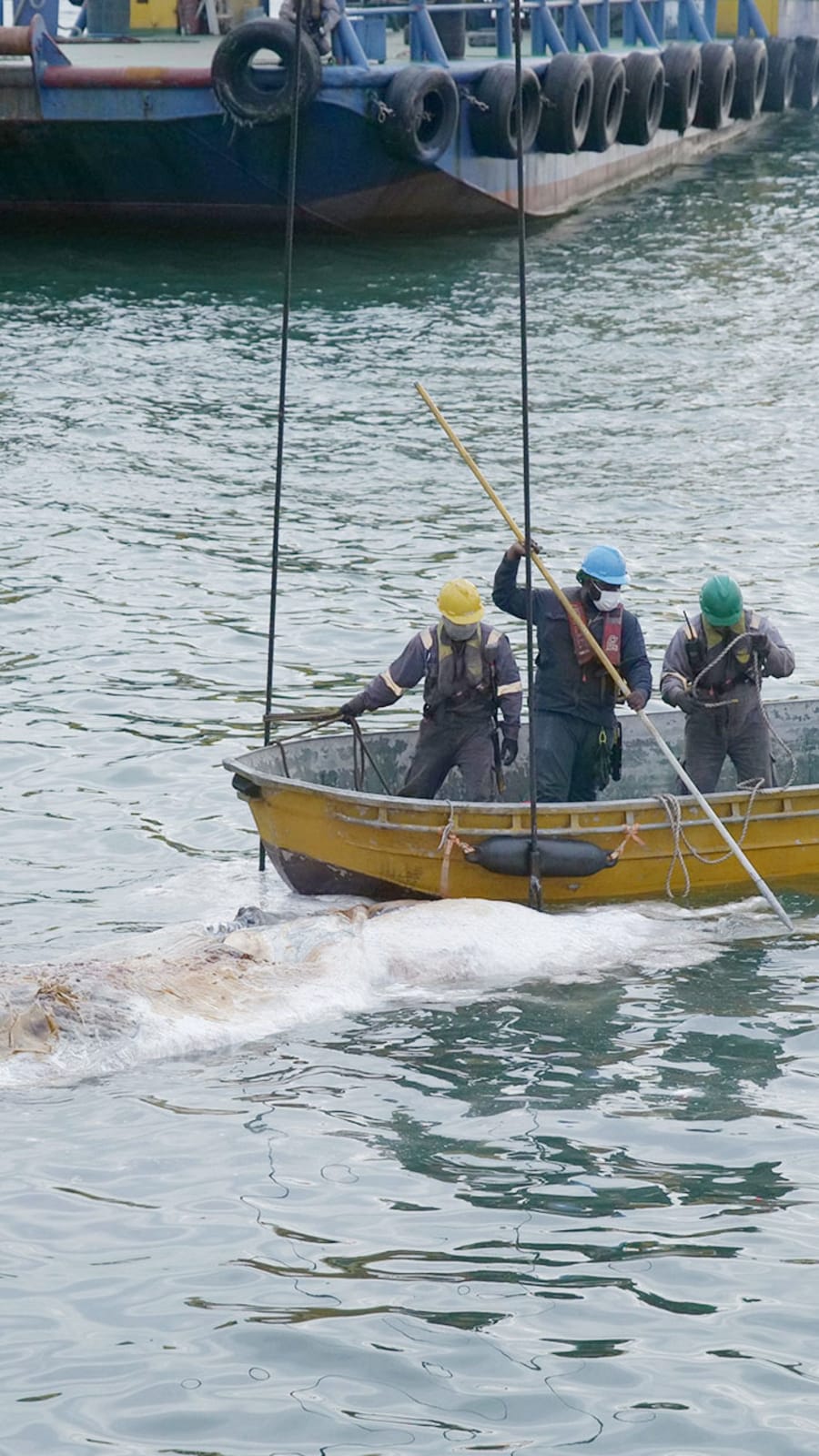 Baleen whale carcass found in Singapore waters