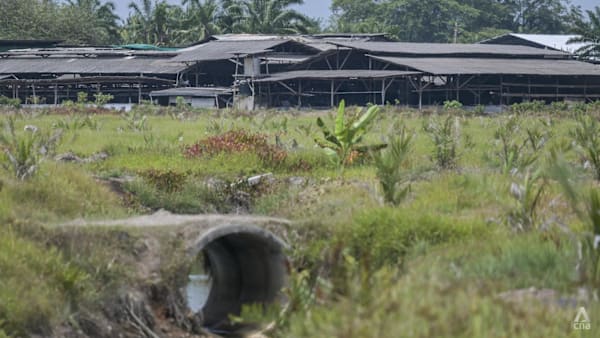 channelnewsasia.com - Rashvinjeet S Bedi - As pig farming in Malaysia's Selangor turns political, farmers grapple with uncertainty