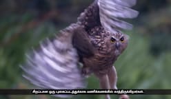 "தெரியாதவை எல்லாம் தெரியத் தொடங்கும்... Bird Watching ஓர் இன்பம்"