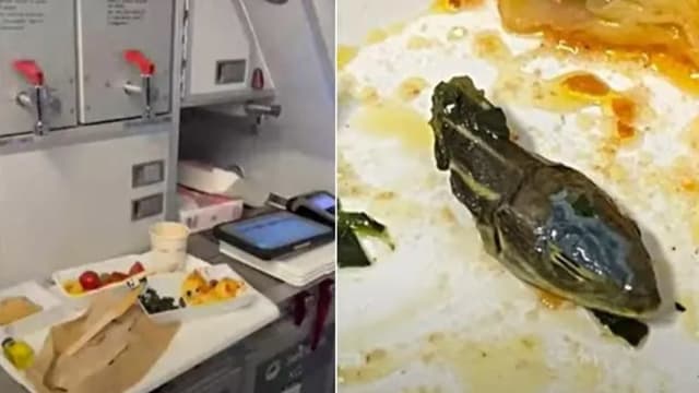 食物惊魂+1！空服员餐盒中惊见新鲜蛇头