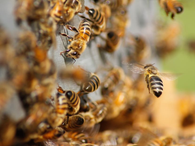 The post-mortems showed all the penguins had multiple bee stings.