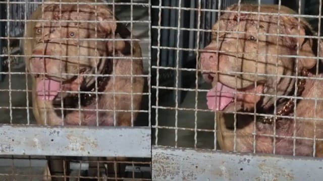 泰国老妇遭比特犬咬死 涉事犬曾咬死前主人