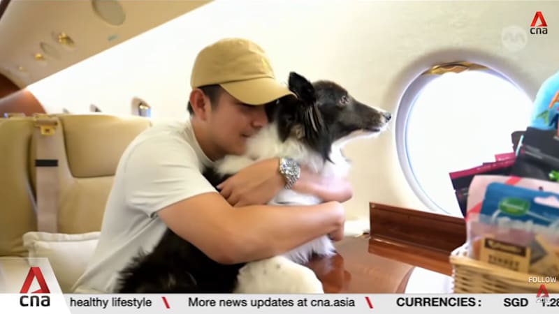 Singapore-based airline offers cabin flights for animals at a premium