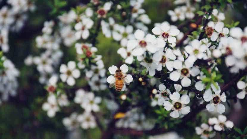 New Zealand loses battle against Australia over manuka honey trademark New Zealand loses battle against Australia over manuka honey trademark