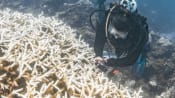 'Unprecedented' mass bleaching drains life from Australian reef