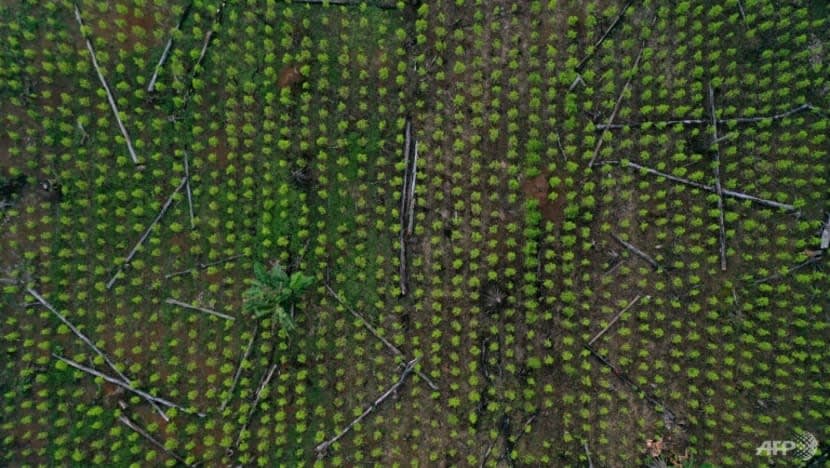 SG sertai kumpulan global sasar kurangkan pembasmian hutan, sokong pembangunan mampan 