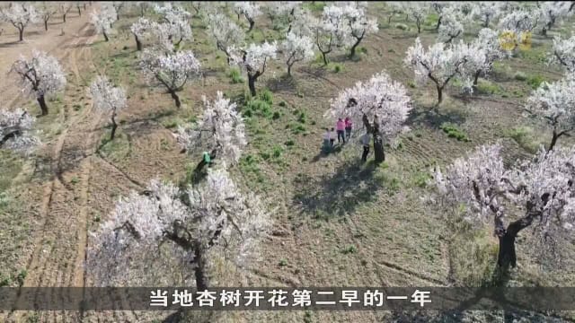 因异常温暖气温 西班牙东北部杏树提前数周开花