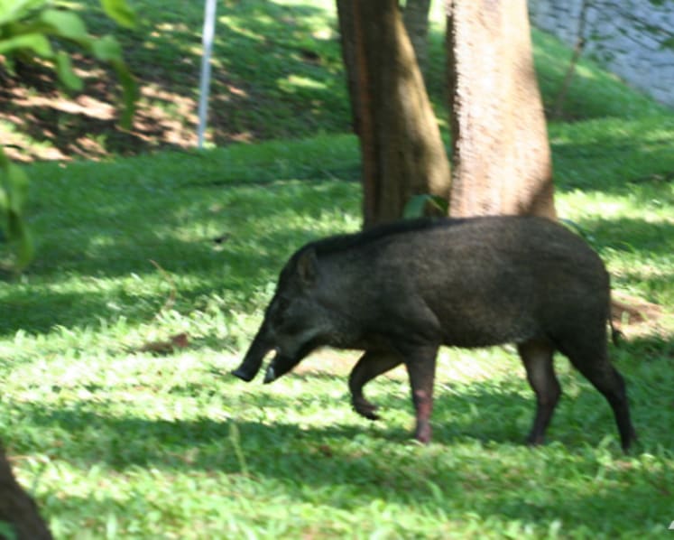 17 more cases of African swine fever found in wild boars in Singapore