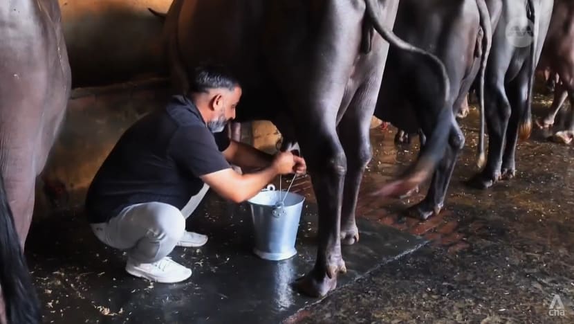 Why India’s farmers are worried about US push to export dairy, grain products Why India’s farmers are worried about US push to export dairy, grain products