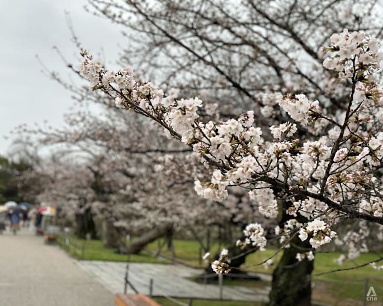 Sakura forecast for 2024: Here's when you can catch cherry blossoms in Japan
