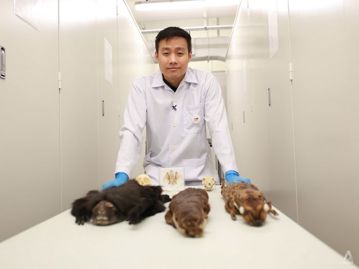 From 100-year-old carcasses to recent roadkill, this museum curator looks after them all | Video