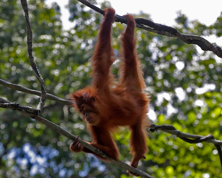 Granddaughter of Ah Meng named S’pore Zoo’s new ambassador