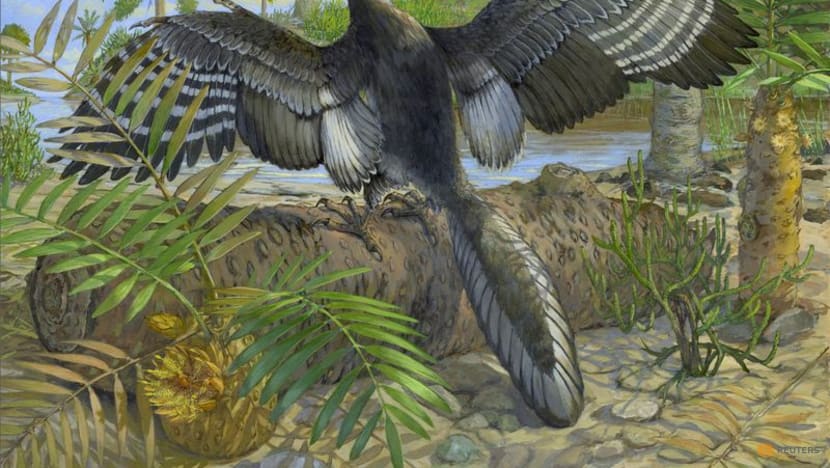 Chicago museum's fossil yields insights on famed early bird Archaeopteryx