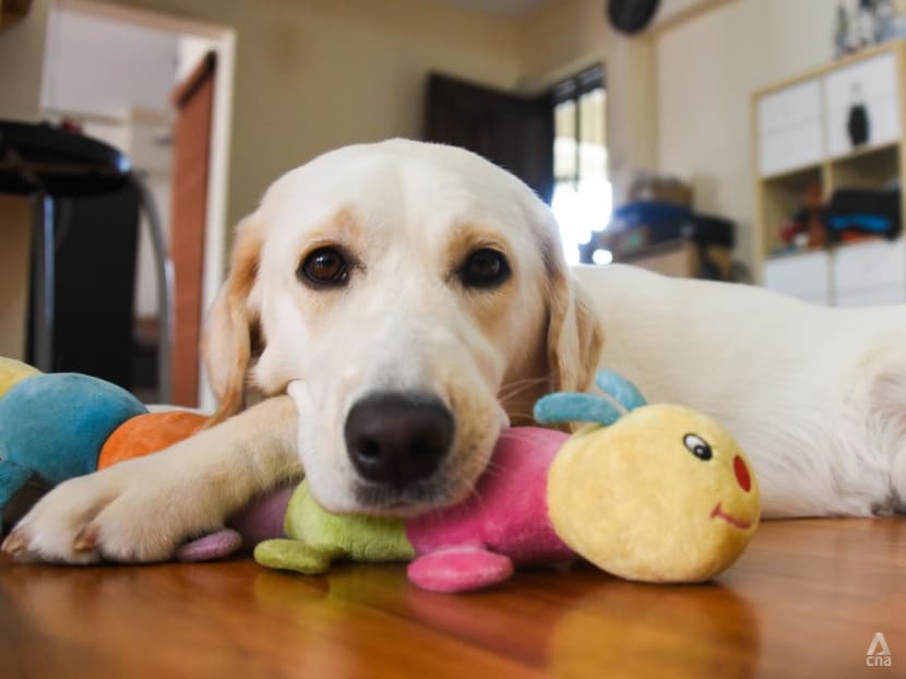 Still a pup but taking her human to places — as the first guide dog fully trained in Singapore Still a pup but taking her human to places — as the first guide dog fully trained in Singapore