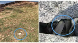 Related article image