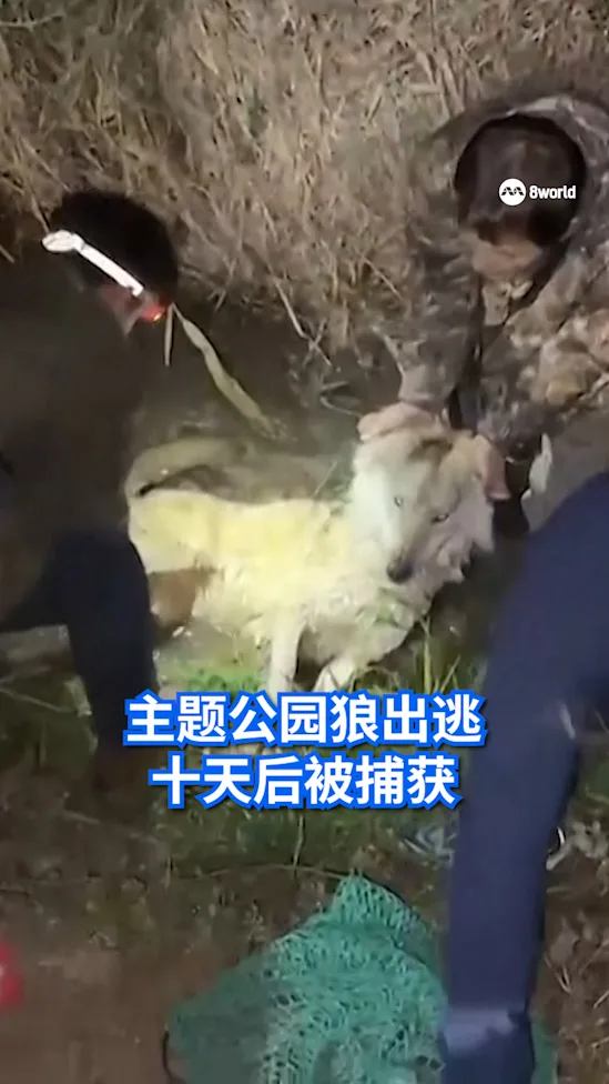 20260417_wolf escaped from zoo and captured_vod1