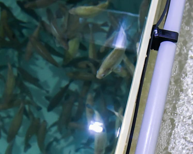 Fresh fish in your area: Container fish farm launched next to Tampines Round Market & Food Centre