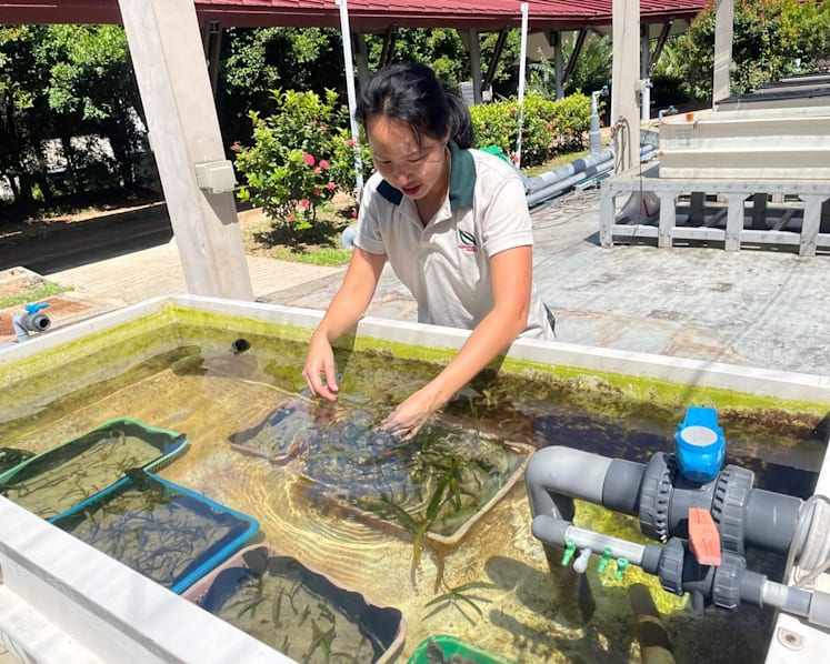 NParks and OCBC launch Singapore's first seagrass restoration project; nearly S$1 million pledged
