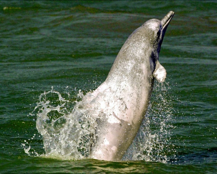 Wild dolphin tours planned for
      Singapore waters