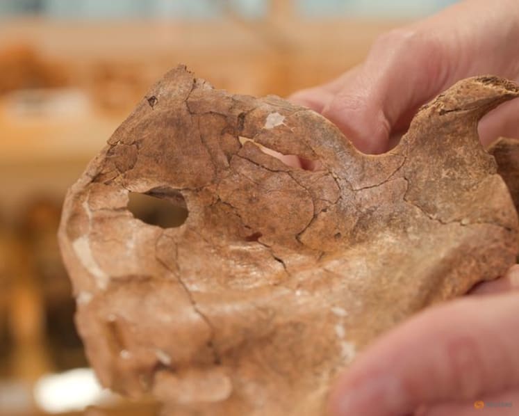 Bones from Iraqi cave hint at violence and compassion in Neanderthals
