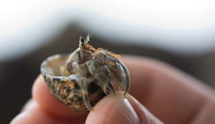 Three arrested in Japan over suitcases stuffed with hermit crabs