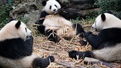 Related article image