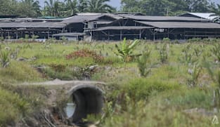 Why has pig farming in Malaysia’s Selangor state become a hot political issue? 