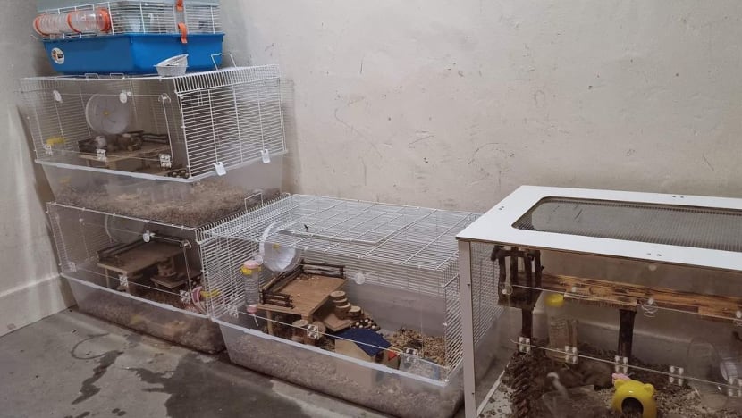 #trending: Hamsters found neglected, dead and rotting at Hougang HDB common area