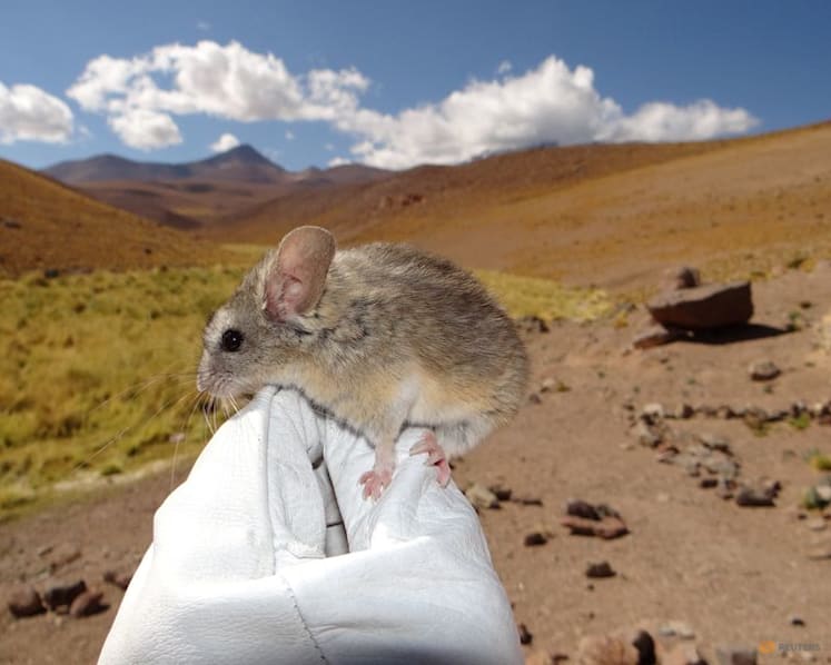 Andean leaf-eared mouse adapts to an unrivalled high life