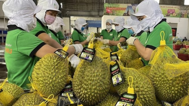 越南榴梿中国市占率逾三成 仅输泰国