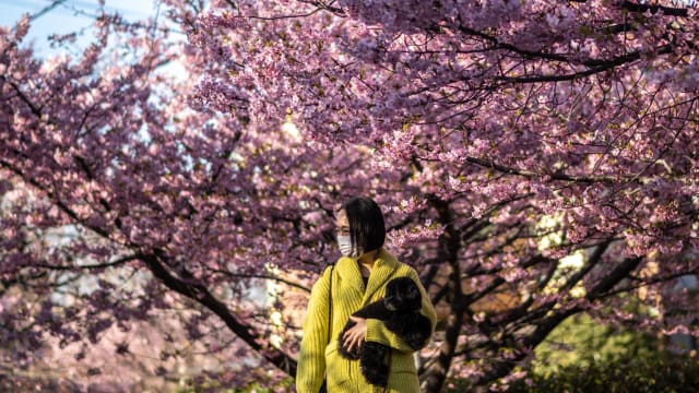 天气提前转暖 日本樱花季将提早到来