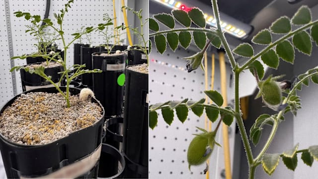 美国科学家成功在模拟月球土壤中种植并收获鹰嘴豆