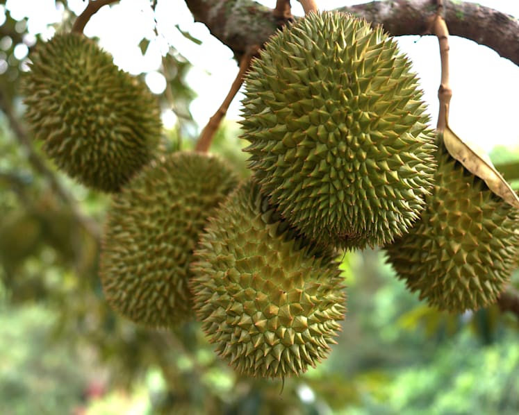 Police alerted to fight in Mandai, found 11 people had entered protected area to pick durians